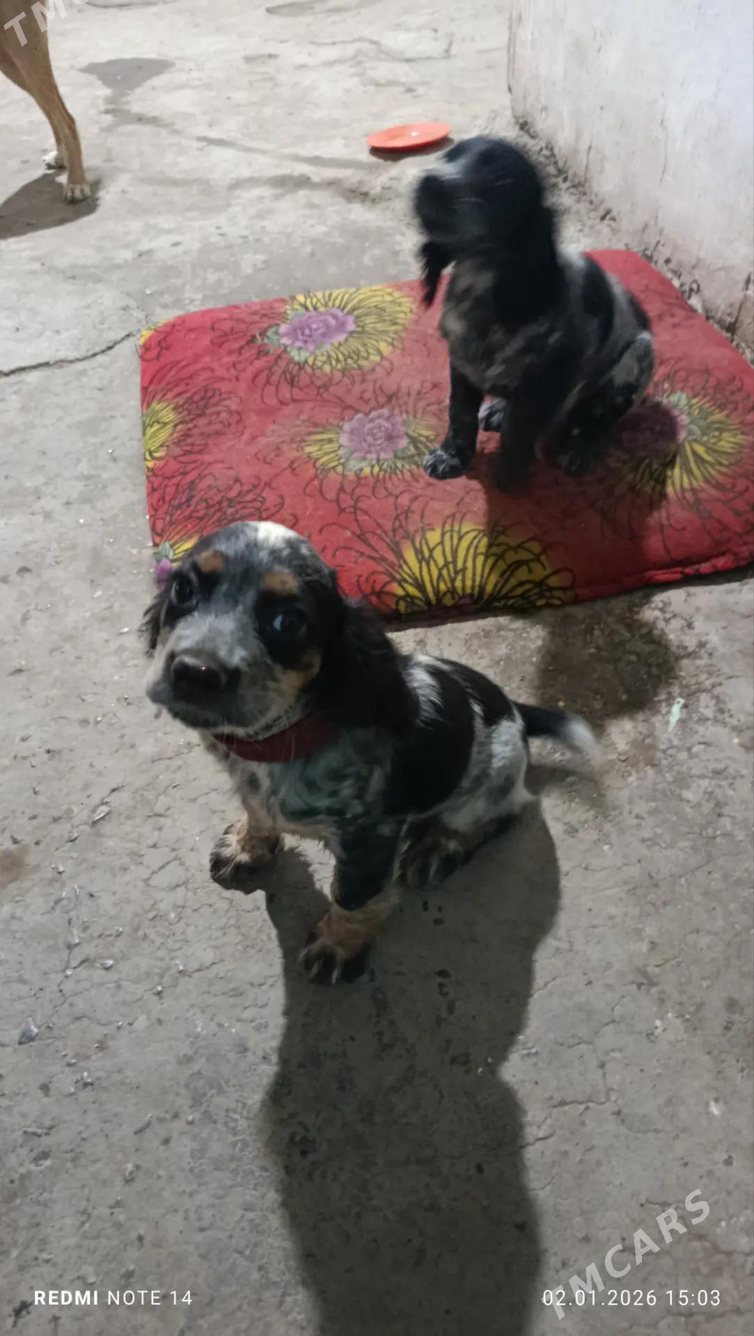 şpanel - Дашогуз - img 1