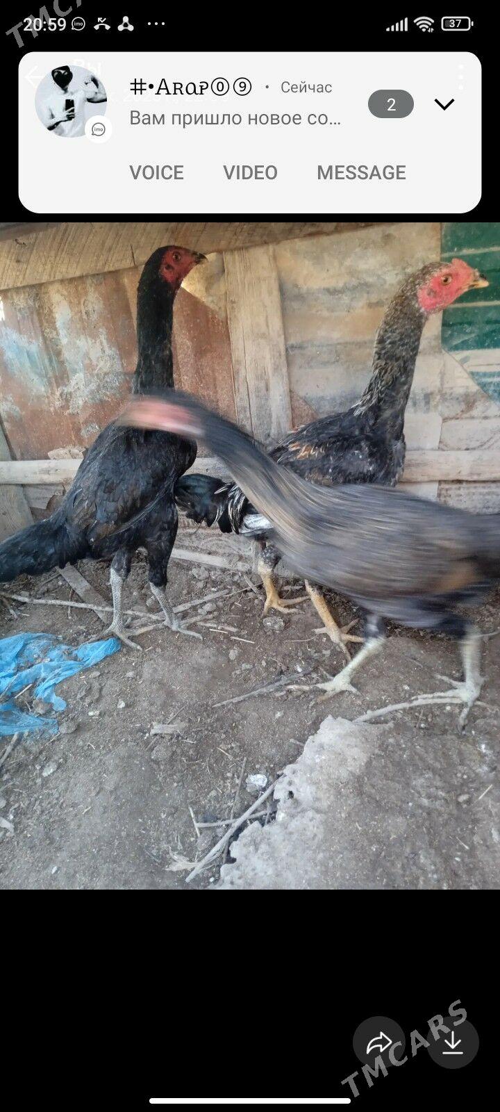 baysow horaz - Дарганата - img 1