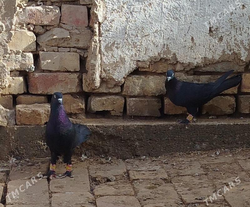 kepderi - Mary - img 1