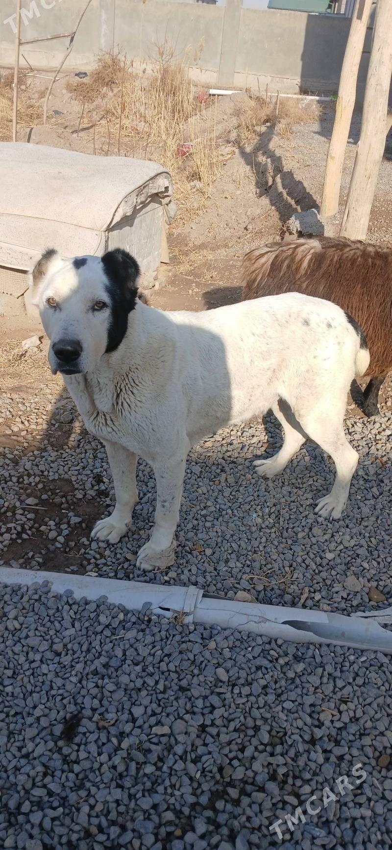 Copan it Geberit Urkacy sagdyn - Дашогуз - img 1