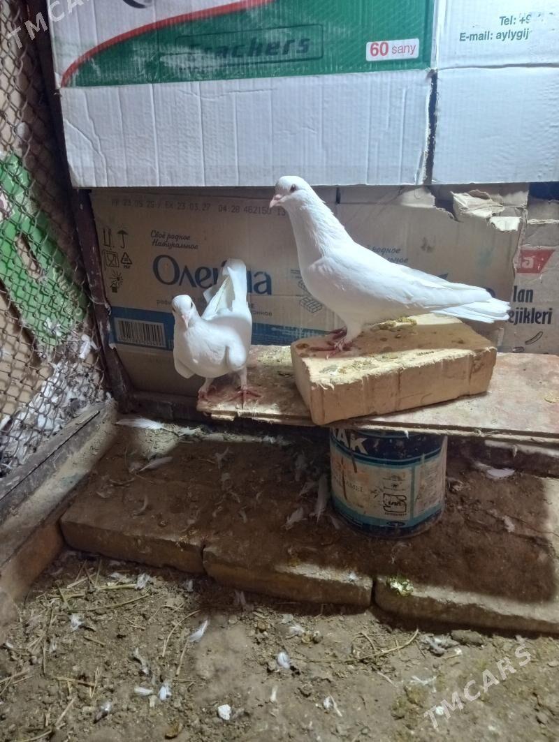 kepderi - Ýolöten - img 1