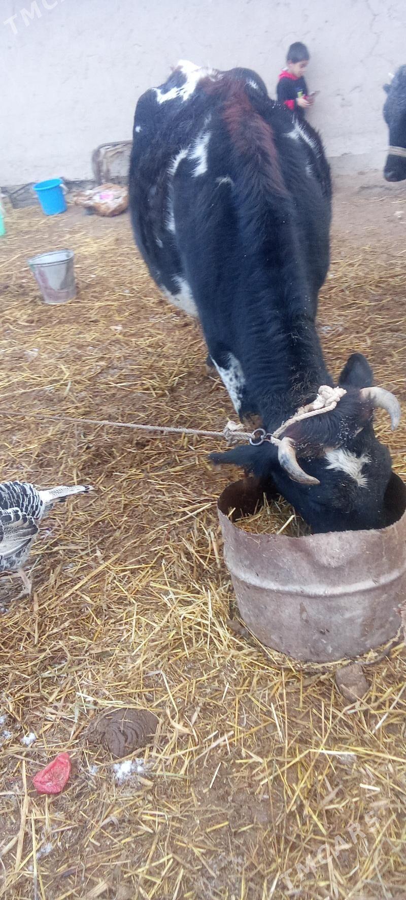 bogaz gara ala sygyr - Гурбансолтан Едже - img 1