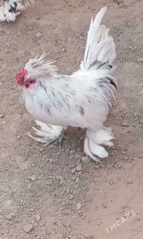 Karlik - Бузмеин - img 1