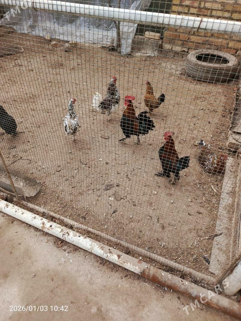 товук - Türkmenabat - img 1