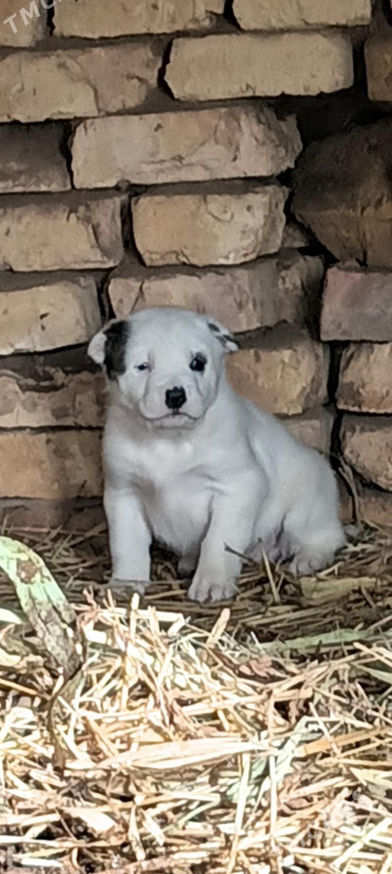 alabay gujuk - Акдепе - img 1