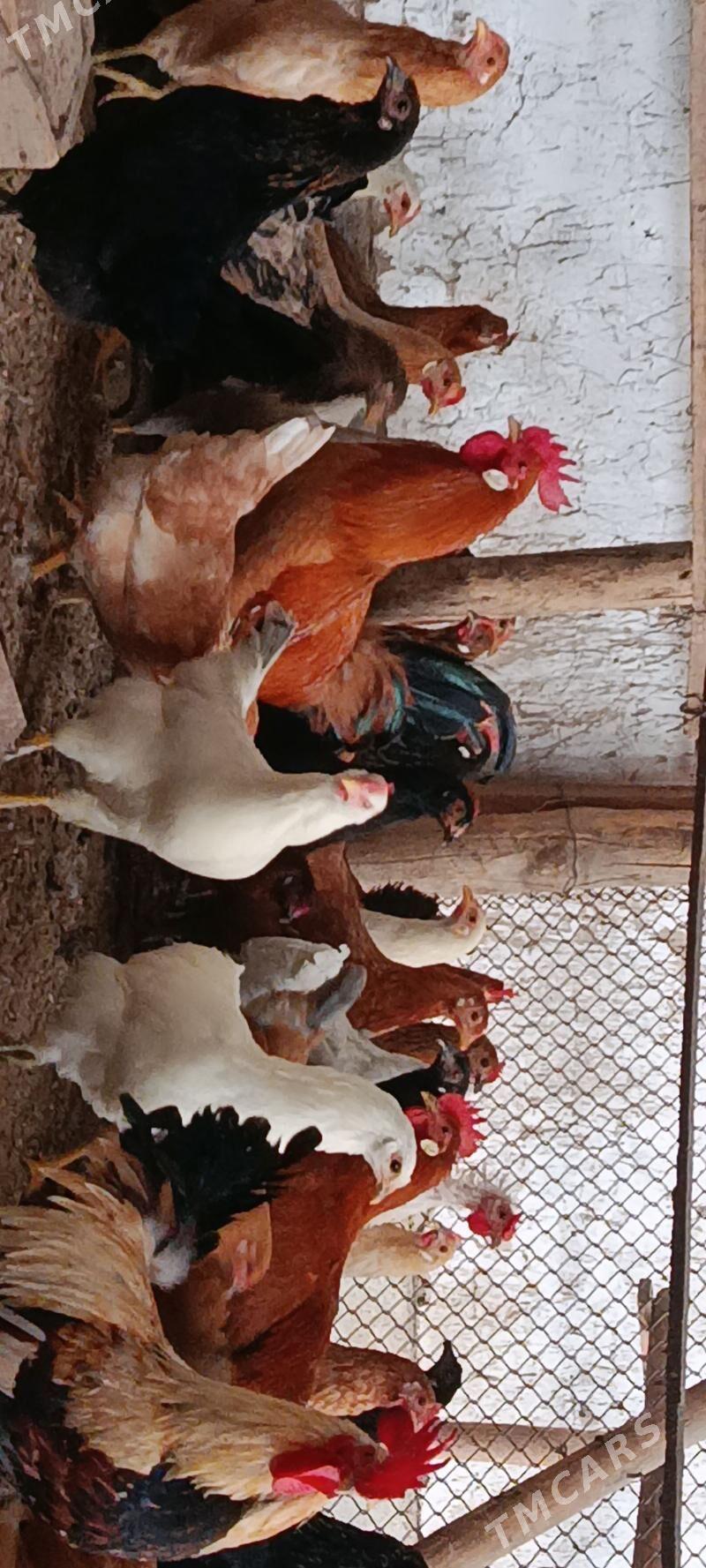 Towuklar - Mary - img 1