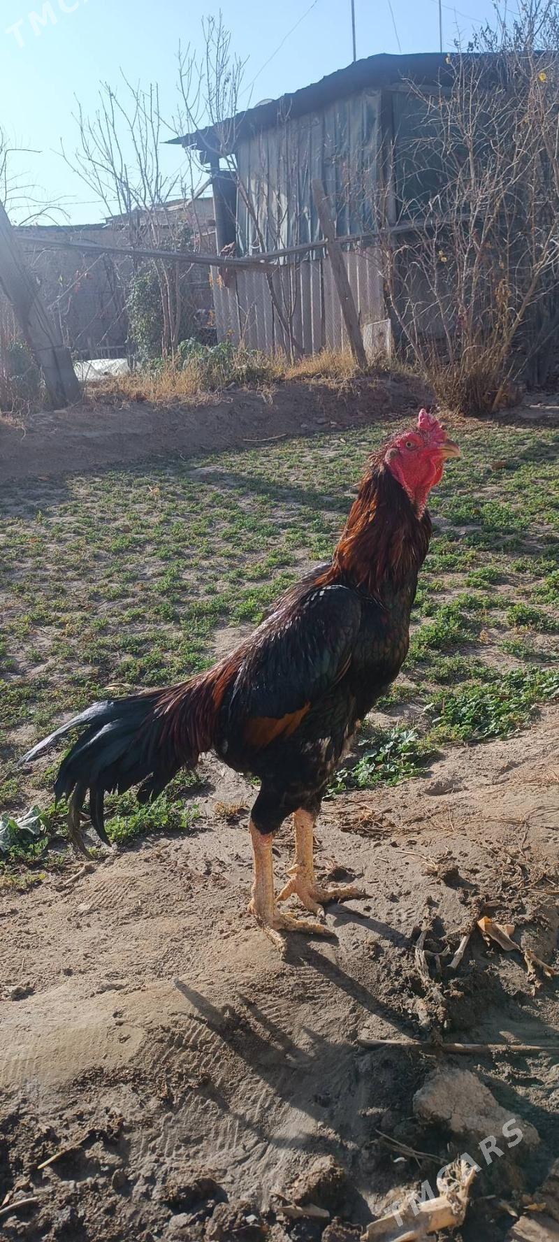 bayes horaz - Фарап - img 1