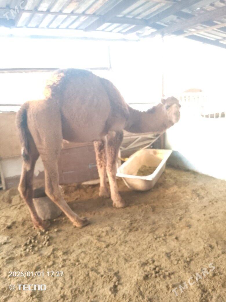 5 ýaşar erkek 3 ýaşar inen dul - Türkmenbaşy - img 1