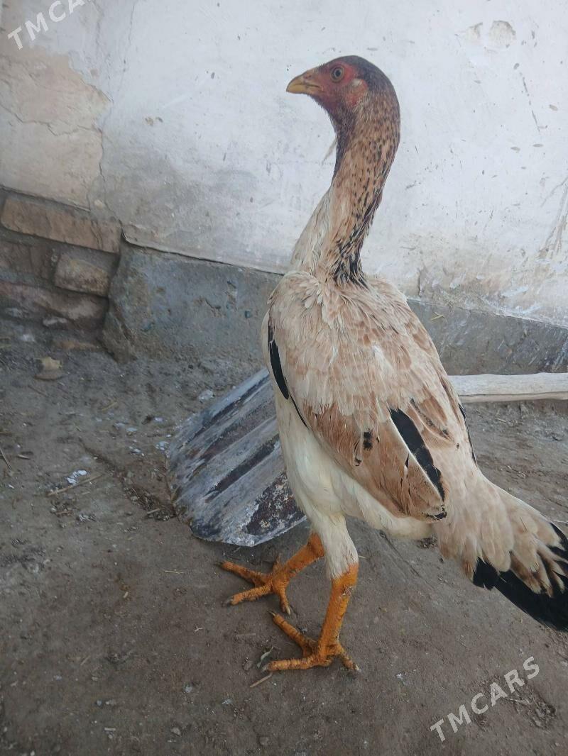 DAKAN MAKI - Hojambaz - img 1