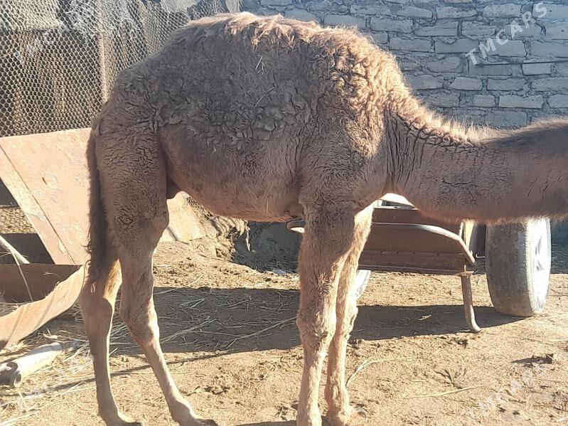 ogsuk - Gumdag - img 1