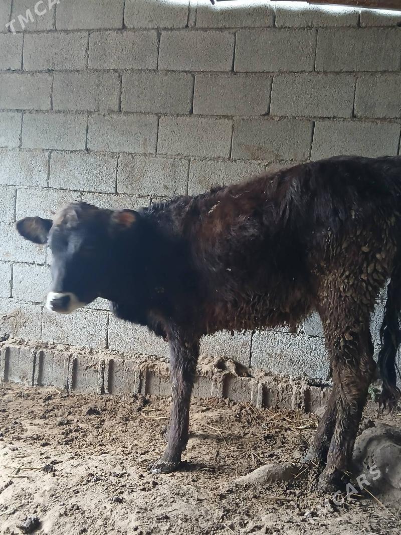 tüwe - Änew - img 1