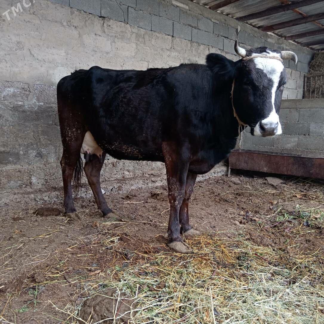 sigir - Aşgabat - img 1