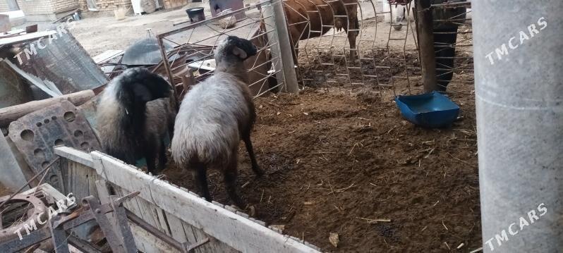 bakyly goyun - Яшлык - img 1