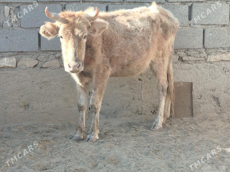 sygyr - Esenguly - img 1