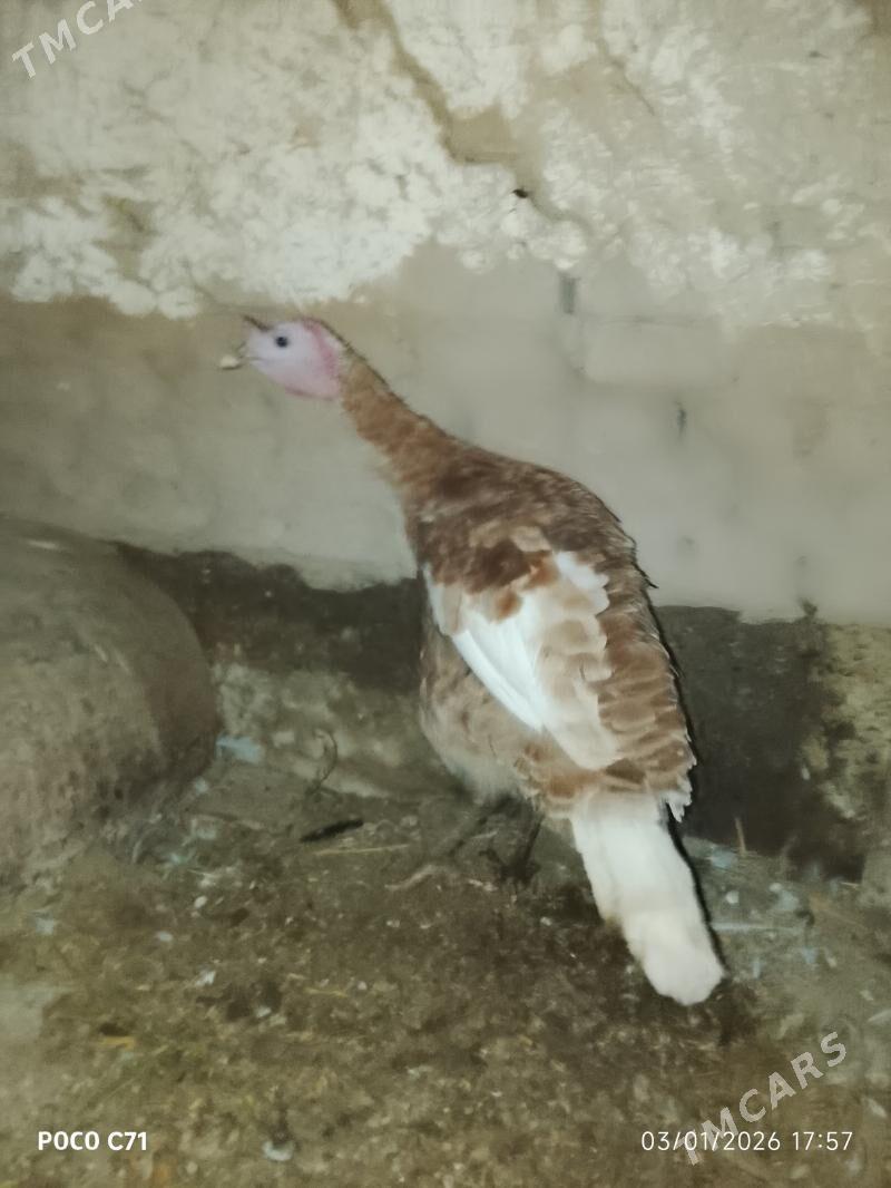 induk - Çärjew - img 1