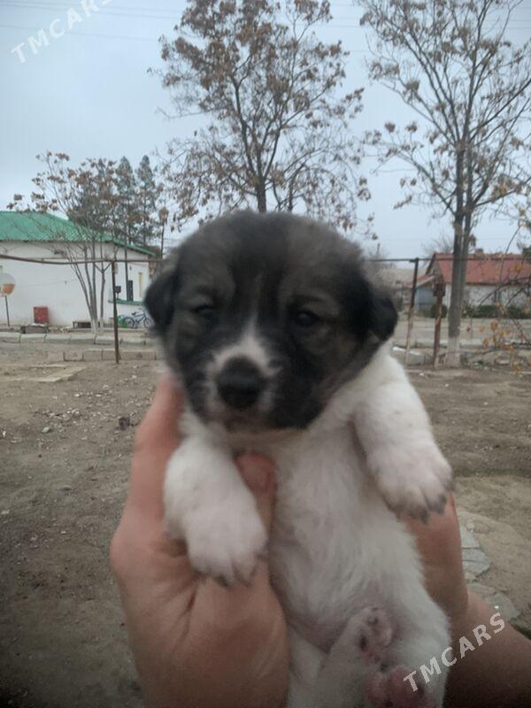 собаки - Aşgabat - img 1