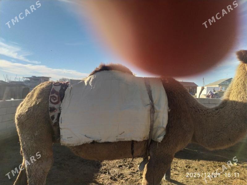 Duye - Esenguly - img 1