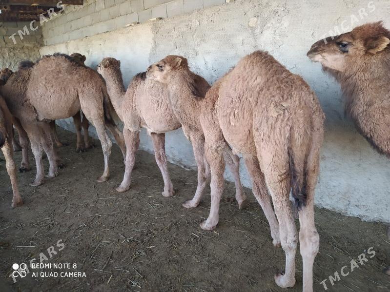 торум огшук - Gyzylarbat - img 1