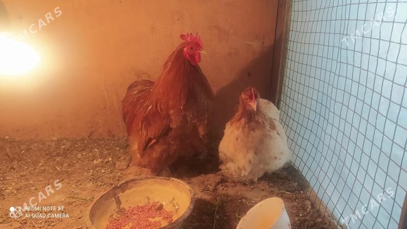 Karlik towuk horaz - Mary - img 1