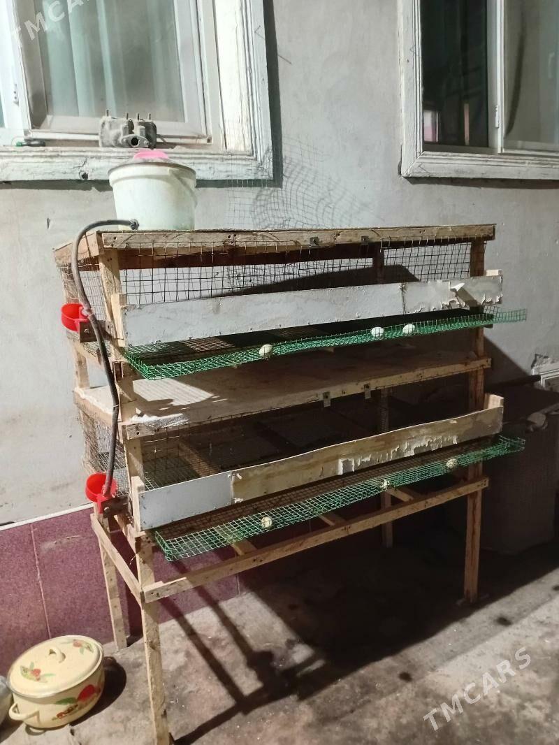 Bedene Ketek - Дашогуз - img 1