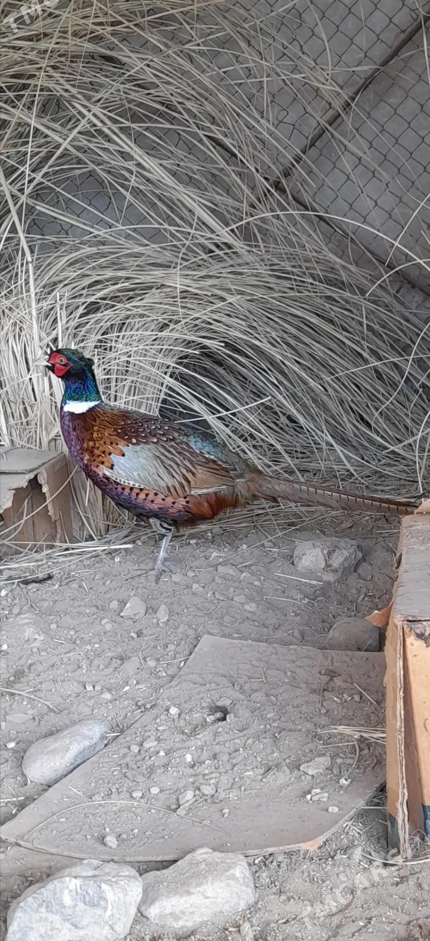 sulgun - Garabekewül - img 1