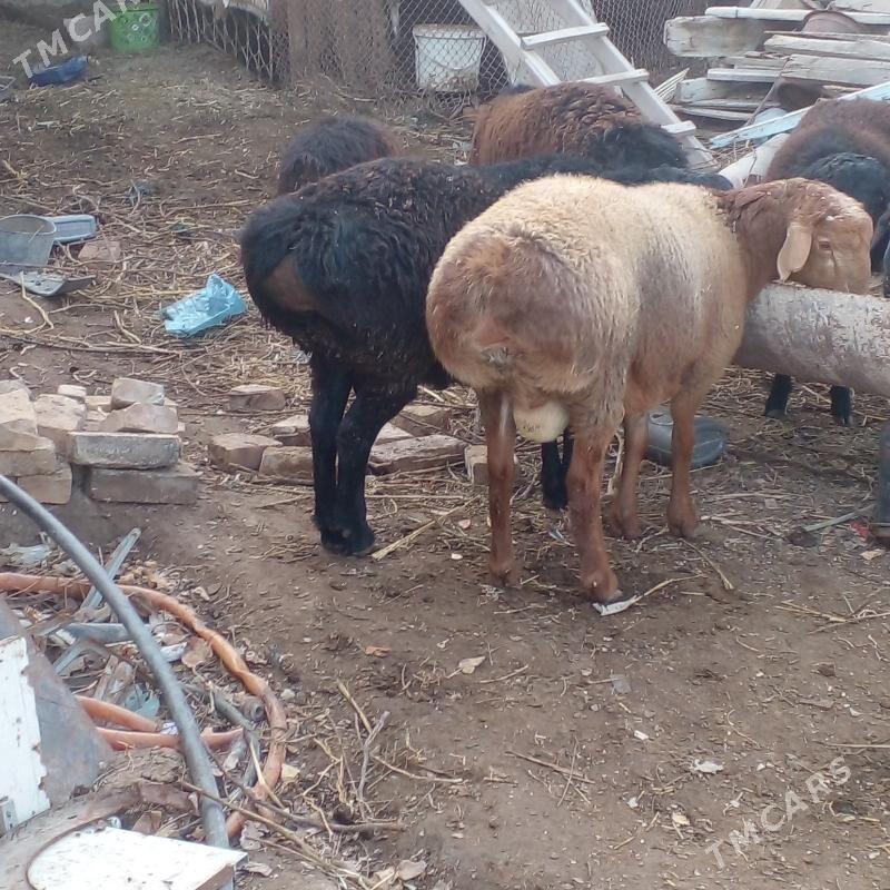 gisar tohumlyk goç - Саят - img 1