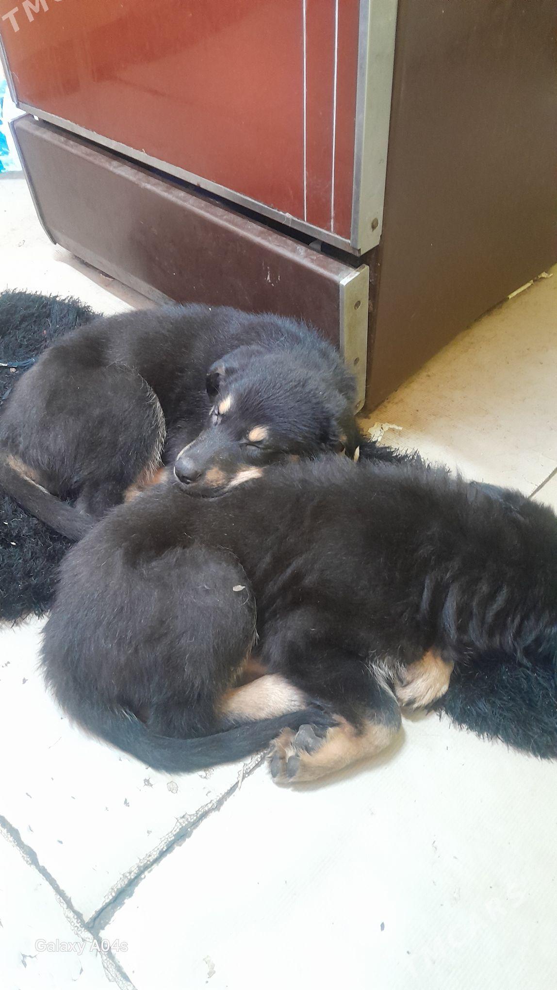 щенки авчарки - Туркменабат - img 1