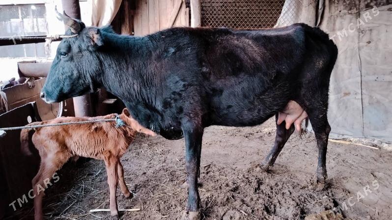 Goleli sygyr - Farap - img 1