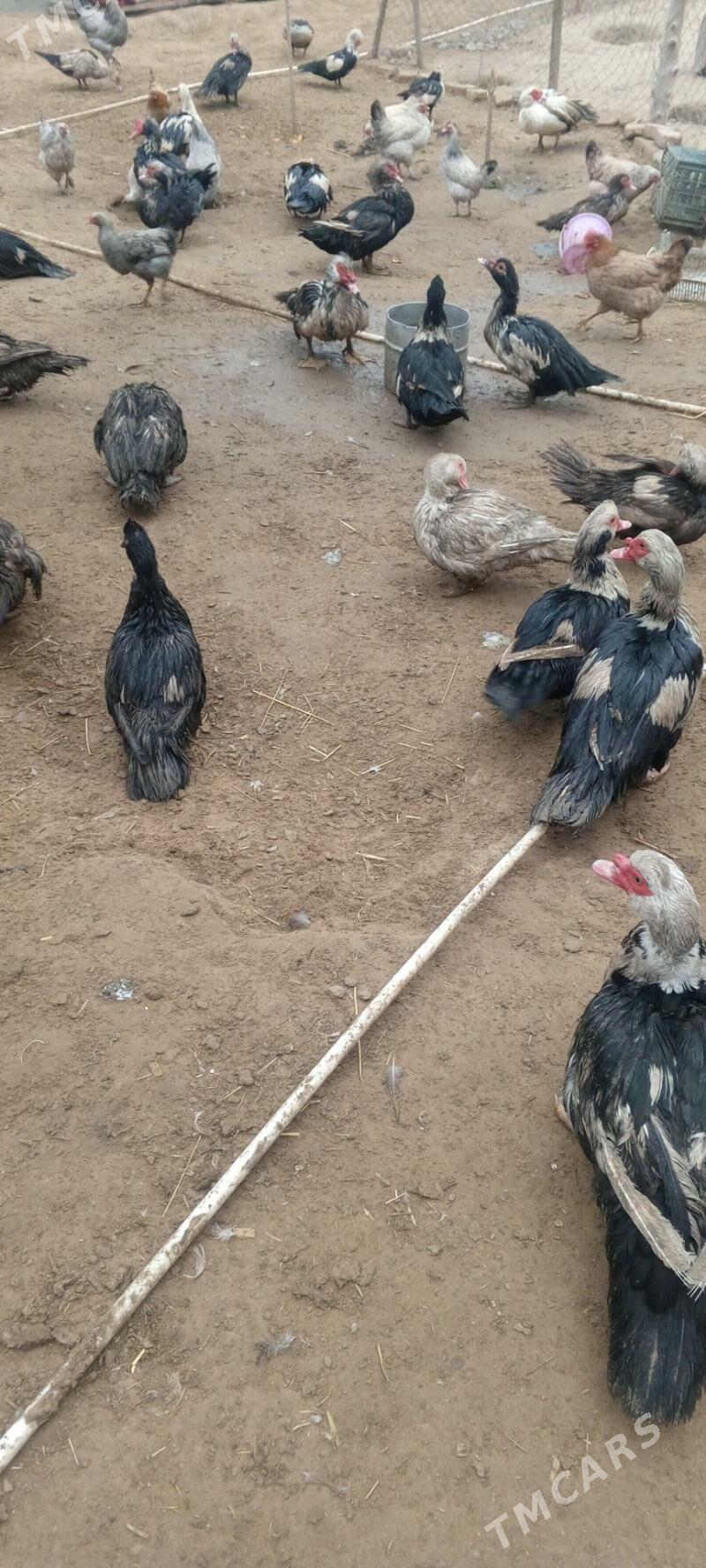 indautka ördek - Анев - img 1