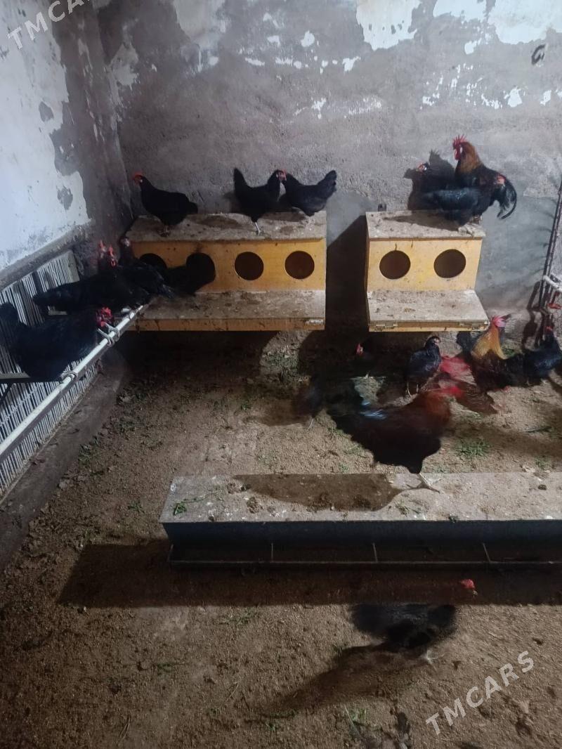 Ataks / Dominant D149 - Туркменабат - img 1