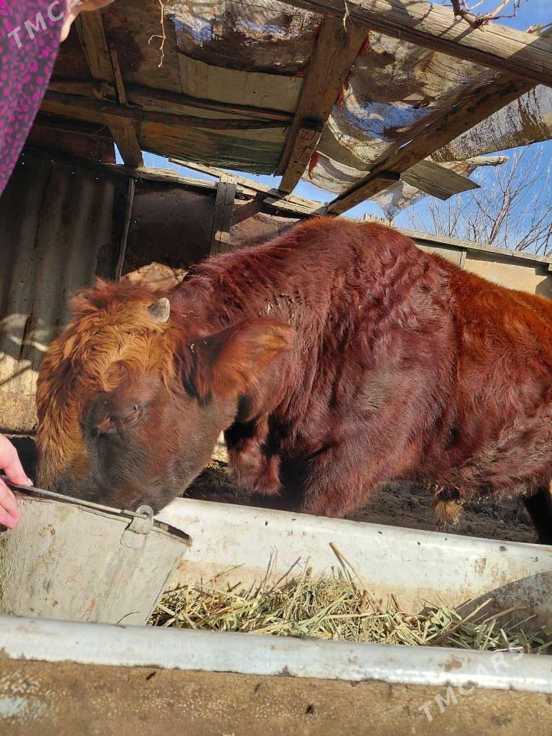 okuz - Bagyr - img 1