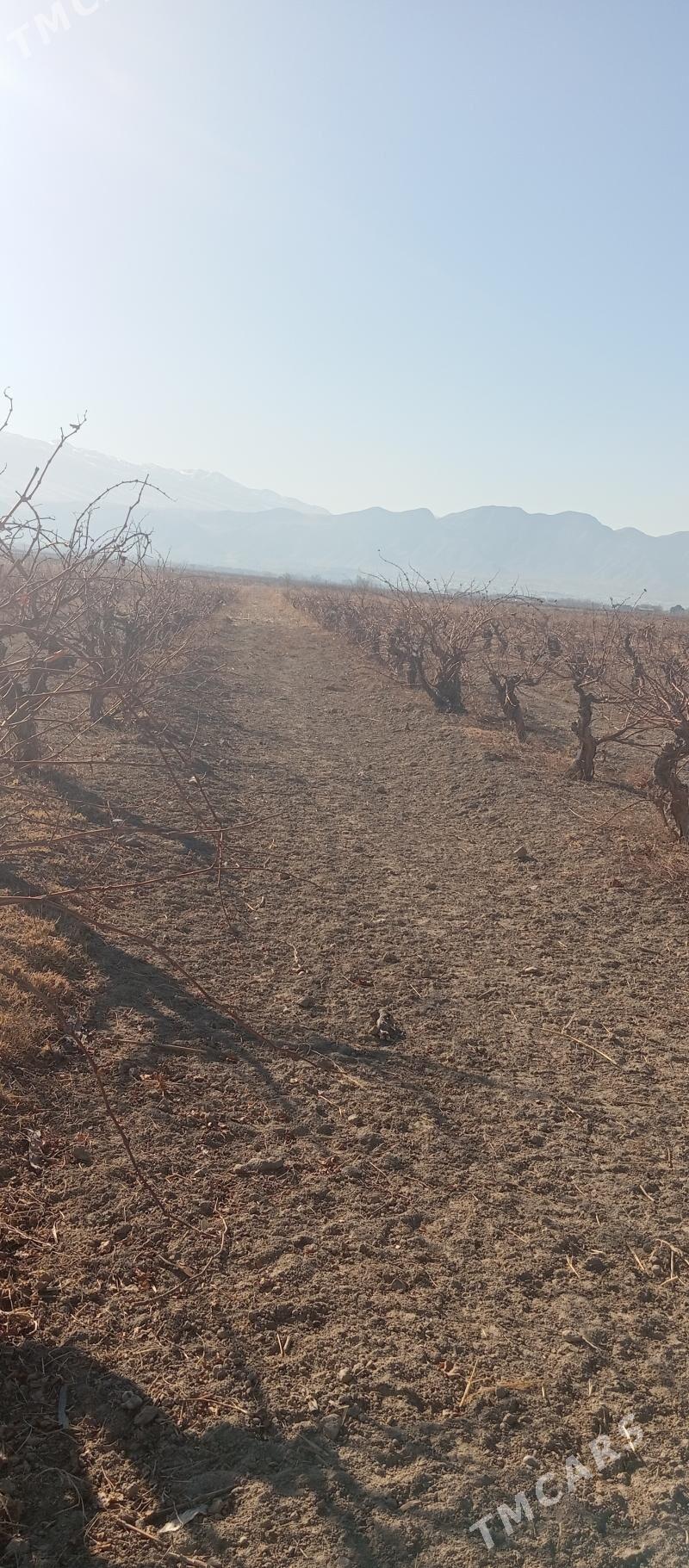 üzüm - Gökje - img 1