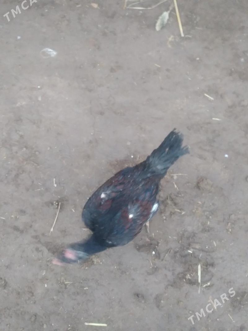 dekan horaz - Гороглы (Тагта) - img 1