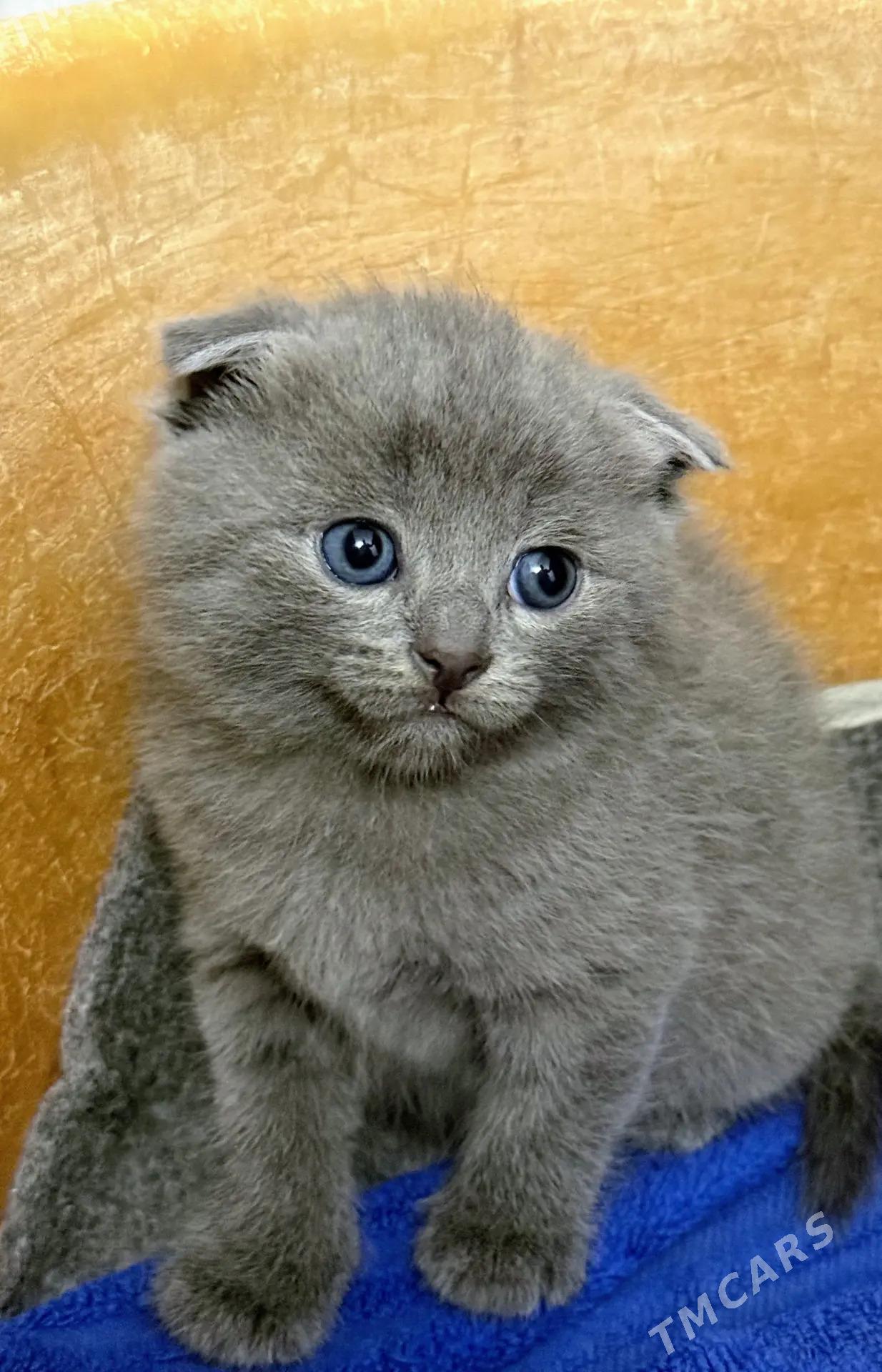 Котята - Мары - img 1