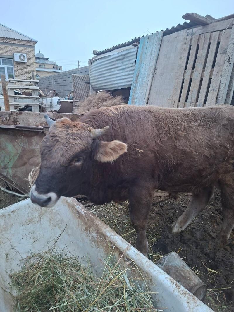 OKIZ GATY GURAT - Гёкдепе - img 1