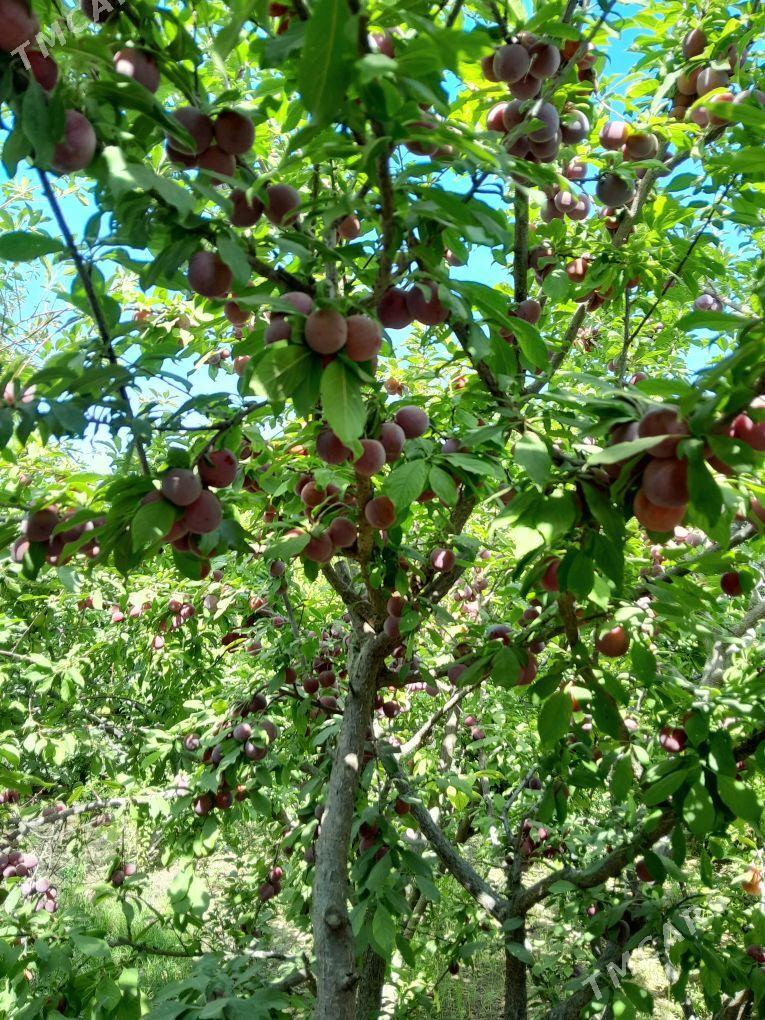 Sapylan bag nahalary - Sakarçäge - img 1