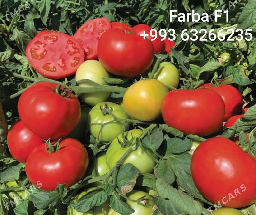 Tohumlar - Ашхабад - img 1