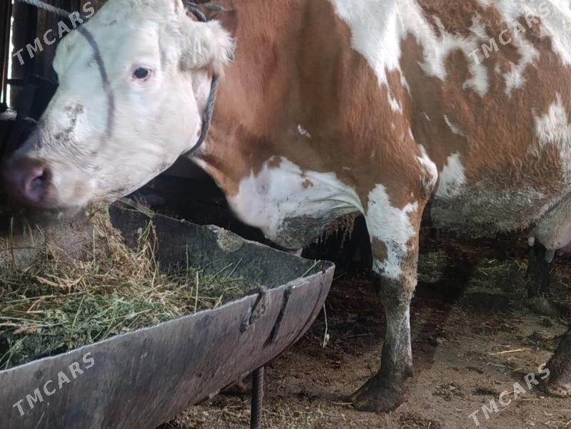 Сементал - Туркменабат - img 1