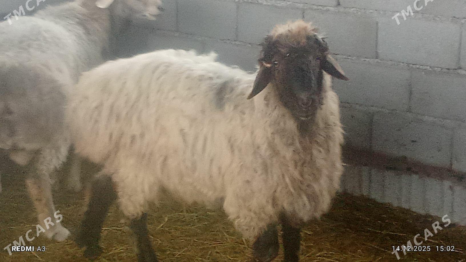 Bakylan goç - Гёкдепе - img 1