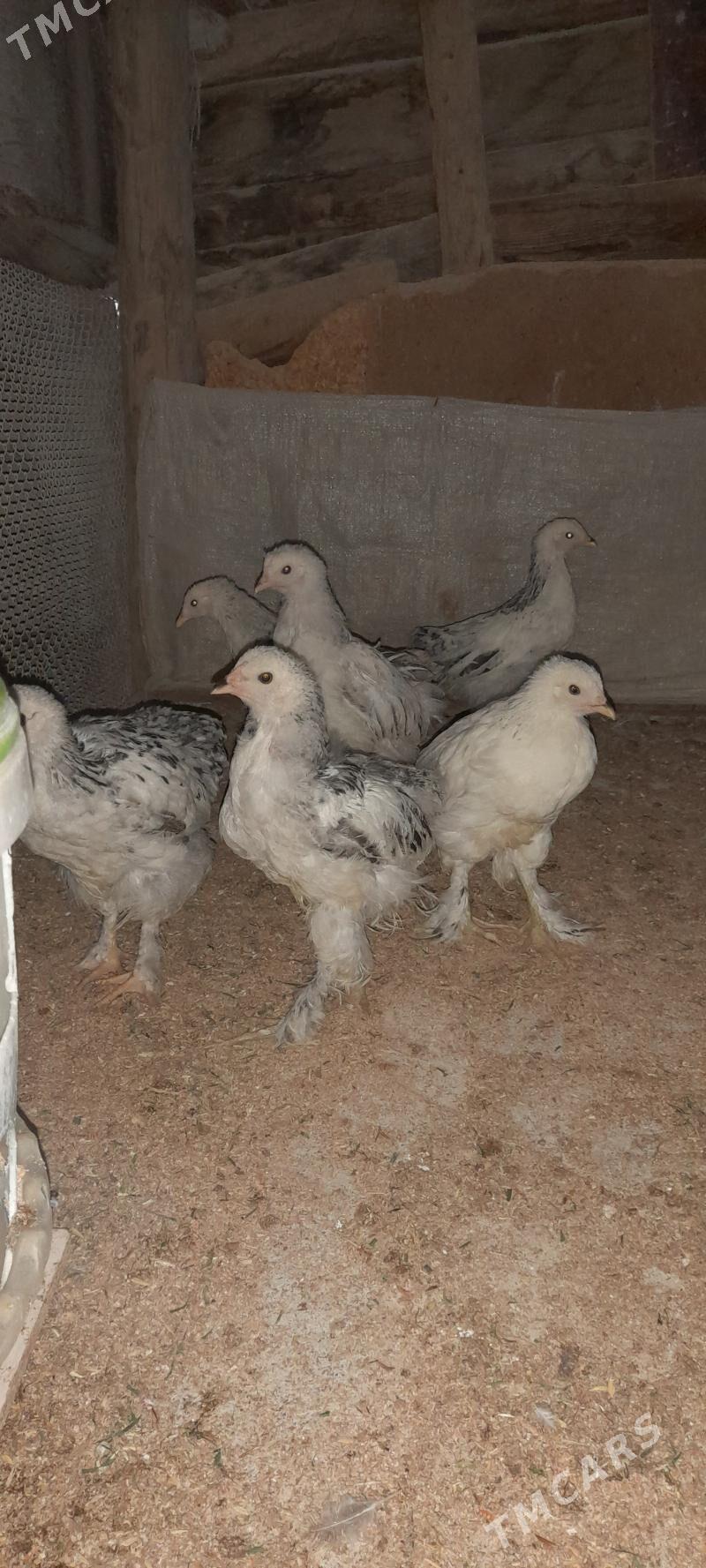 жуже - Gökdepe - img 1