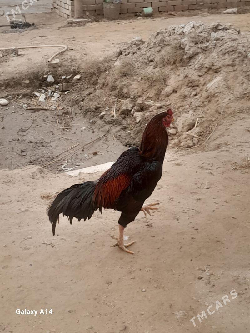 bayez horaz - Сакарчага - img 1