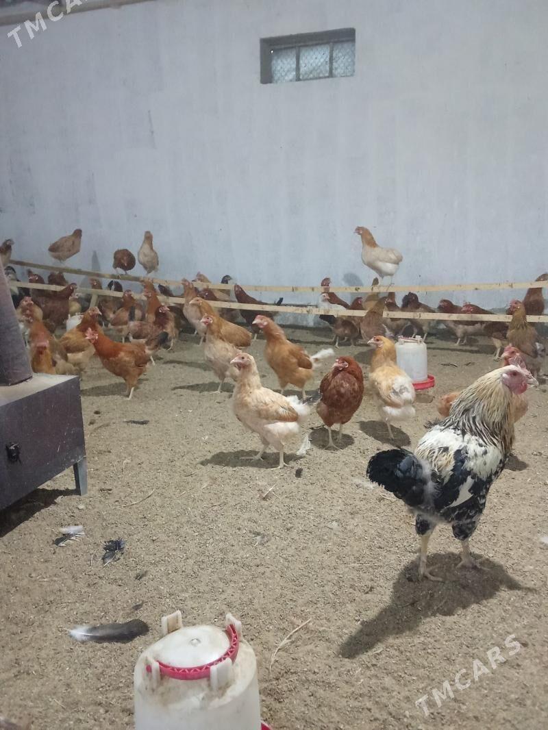 towuk guzlayjy - Babadaýhan - img 1