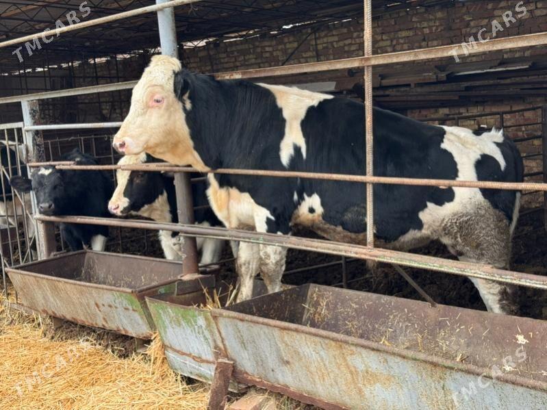 Semental mallar - Туркменабат - img 1