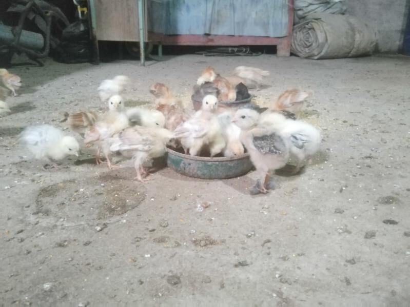 Towuk juje - Jebel - img 1