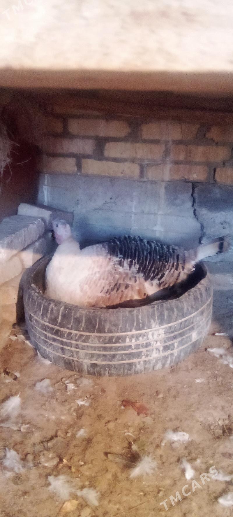 курк индук - Mary - img 1