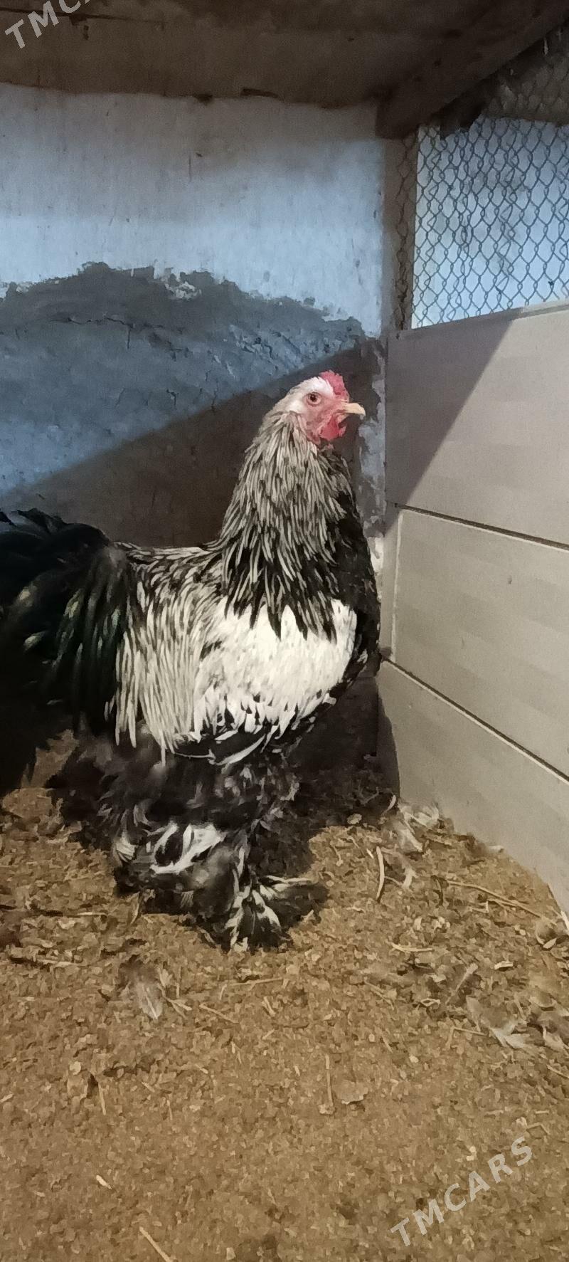 brama horaz - Türkmenabat - img 1