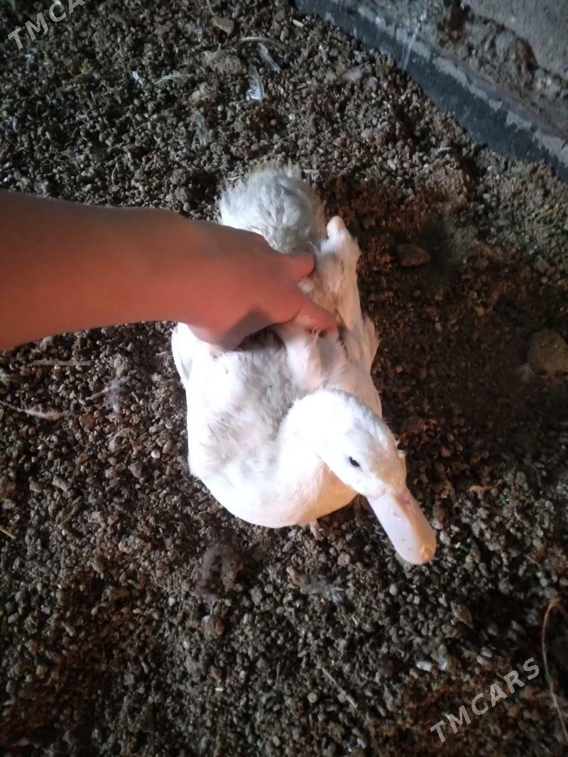 Ördek - Gökdepe - img 1