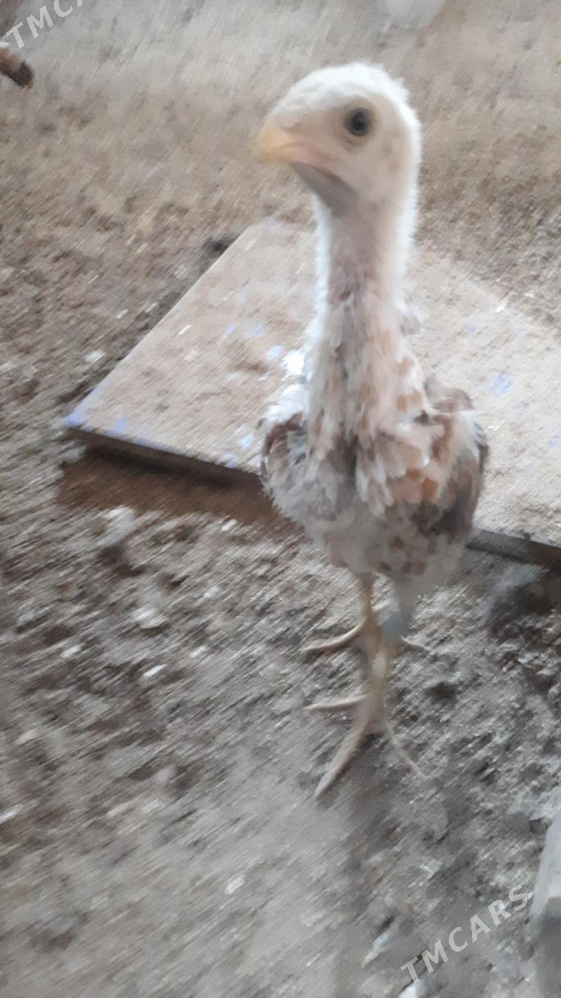 baes juje - Türkmenabat - img 1