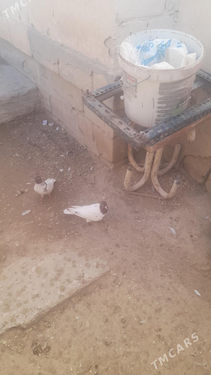 maska - Balkanabat - img 1