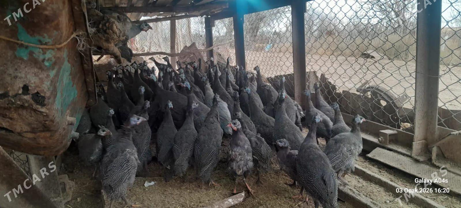 guşlar - Tejen - img 1